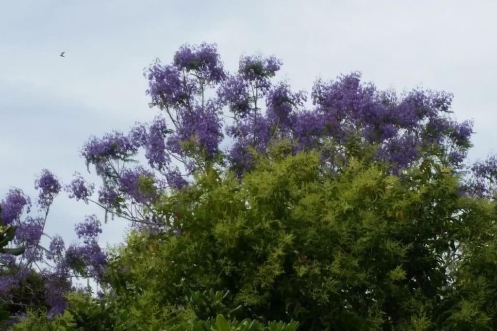 ג'נובה Casetta Jacaranda מראה חיצוני תמונה